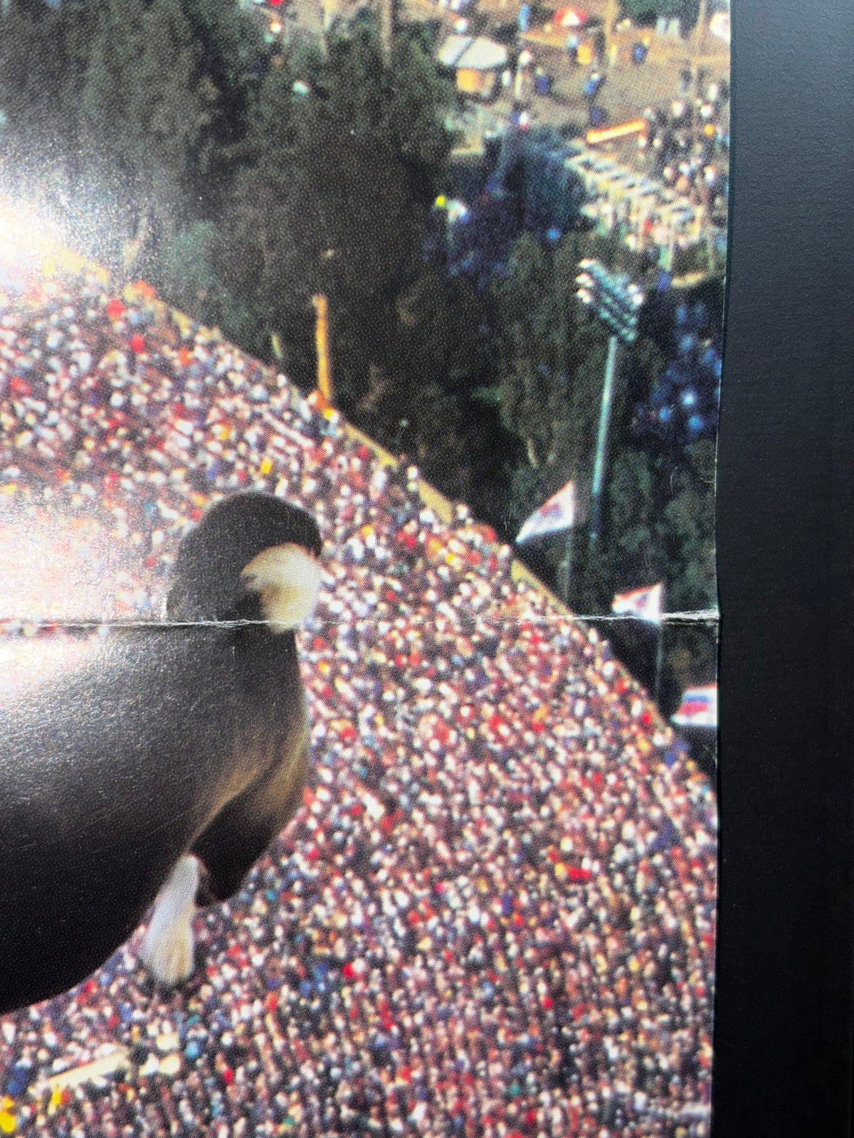 Ace Ventura: Pet Detective (1994) Original Japanese B2 Poster - Condition detail 3