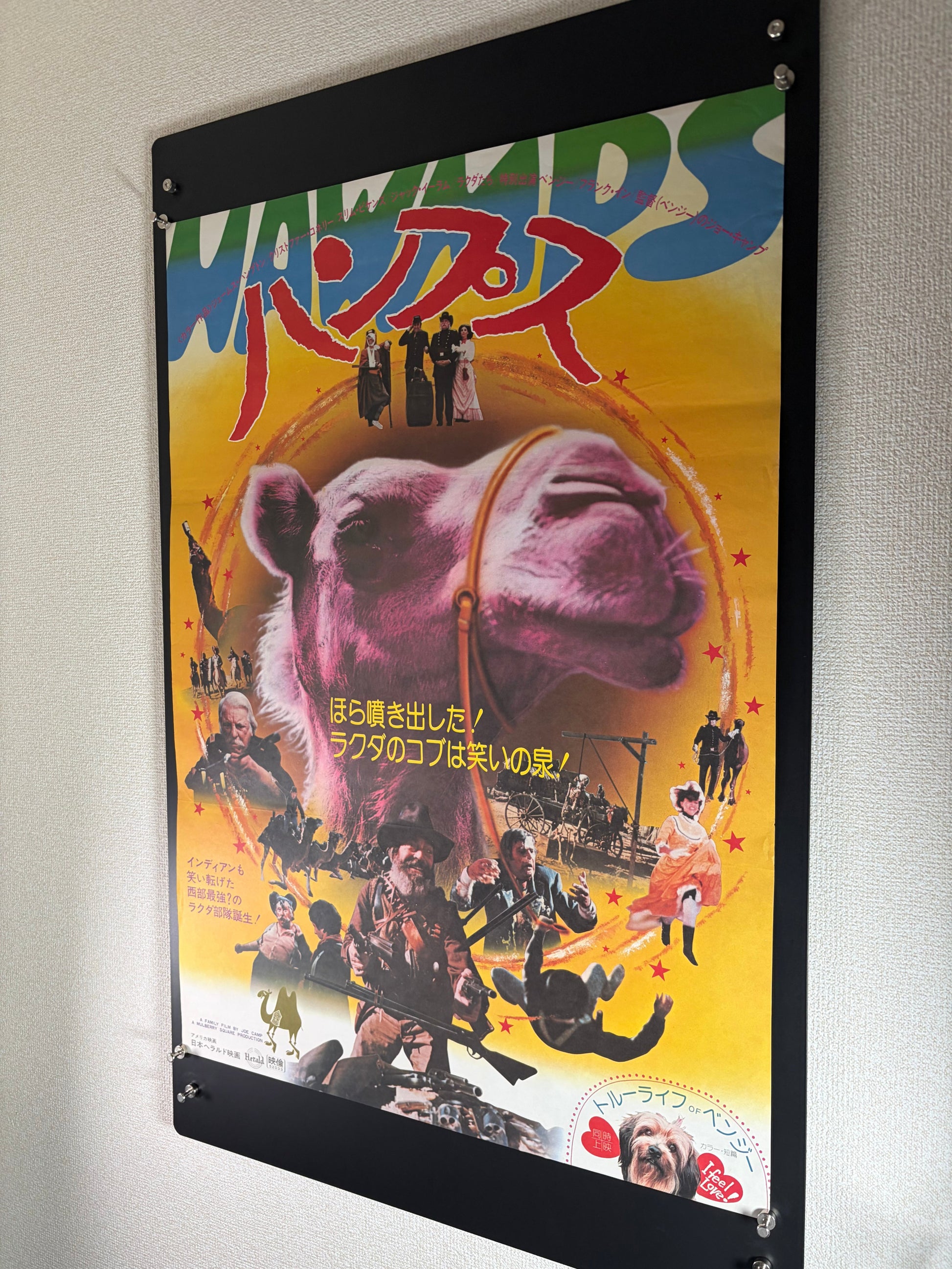 Hawmps! (1977) Original Japanese B2 Poster - Condition detail 6