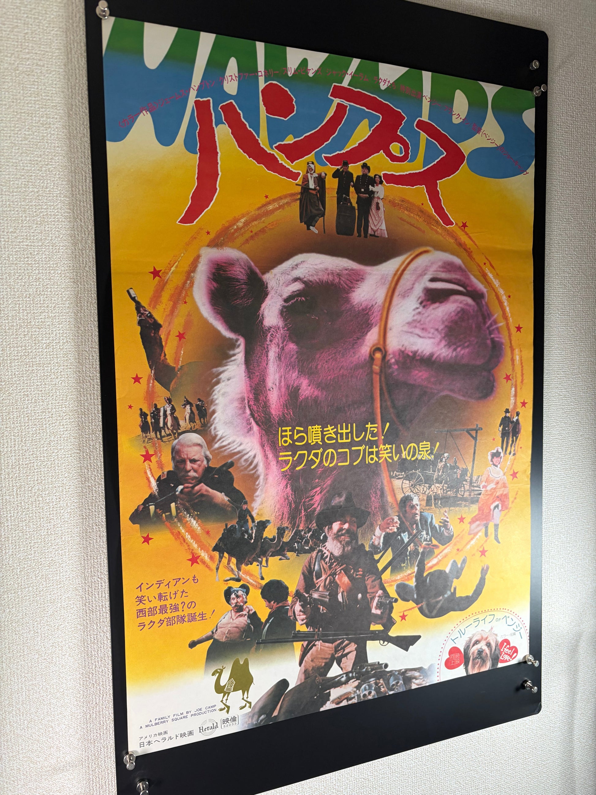 Hawmps! (1977) Original Japanese B2 Poster - Condition detail 7